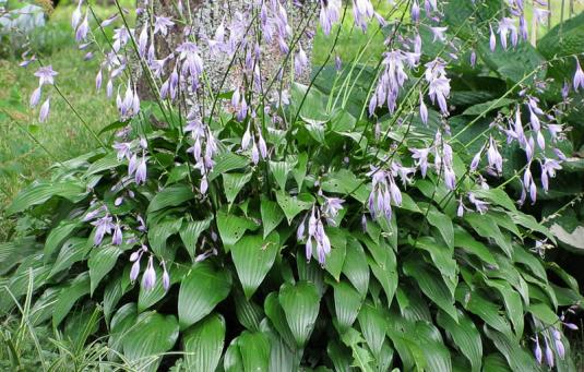 Хоста ланцетолистная (hosta lancifolia)