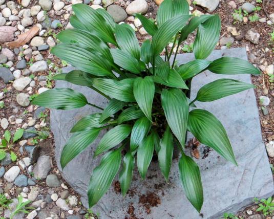 Хоста ланцетолистная (hosta lancifolia)