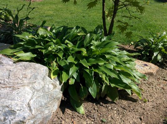 Хоста ланцетолистная (hosta lancifolia)