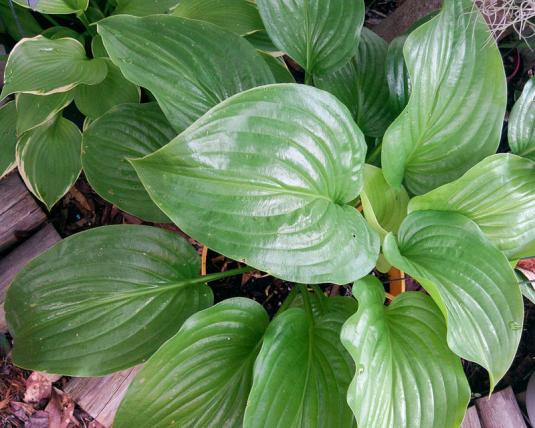 Хоста подорожниковая (hosta plantaginea)