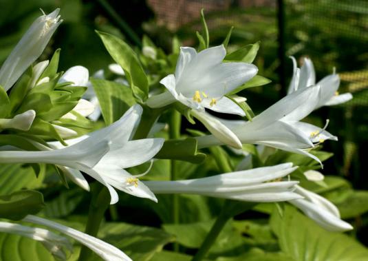 Хоста подорожниковая (hosta plantaginea)