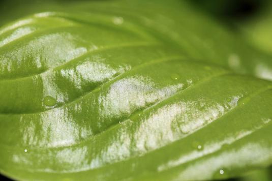 Хоста подорожниковая (hosta plantaginea)