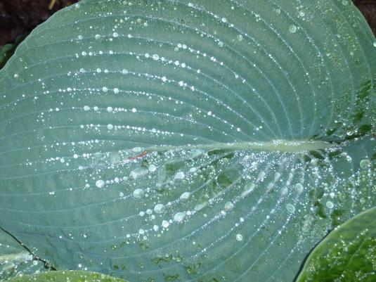 Хоста Зибольда (hosta sieboldiana)