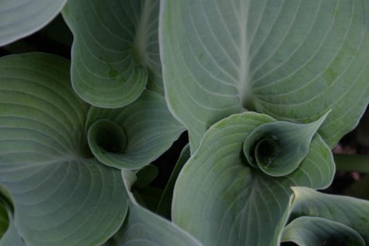 Хоста Зибольда (hosta sieboldiana)