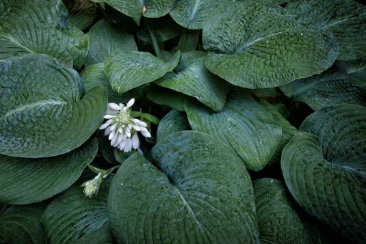 Хоста Зибольда (hosta sieboldiana)