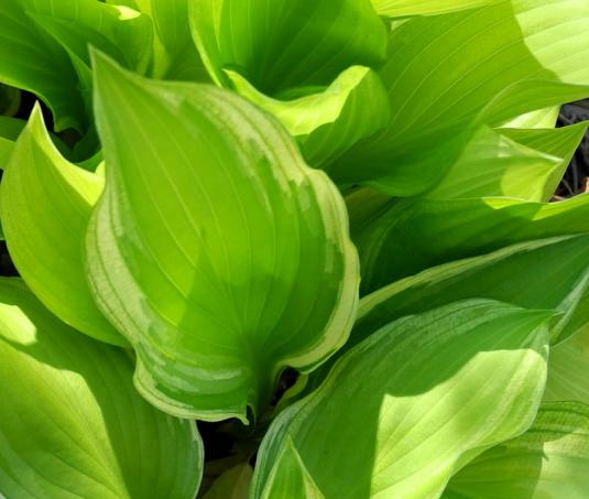 Хоста волнистая белоокаймленная (hosta undulata albomarginata)