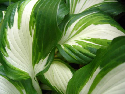 Хоста волнистая (hosta undulata univittata)