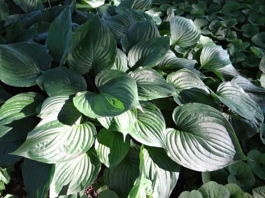 Хоста вздутая (hosta ventricosa)