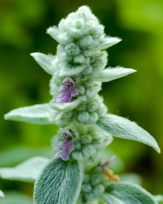 Чистец византийский (stachys byzantina)