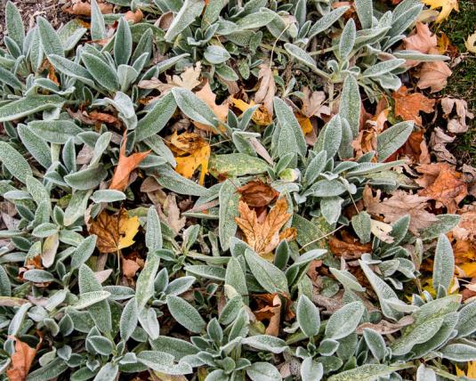 Чистец византийский (stachys byzantina)