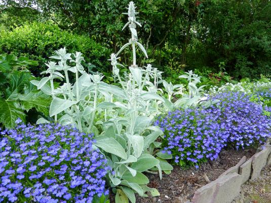 Чистец византийский (stachys byzantina) и лобелия