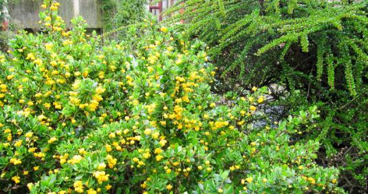 Барбарис самшитолистный (berberis buxifolia nana)