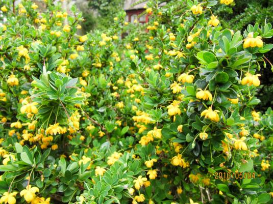 Барбарис самшитолистный (berberis buxifolia nana)