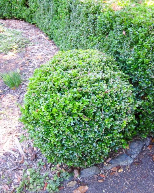 Самшит (buxus sempervirens suffruticosa)