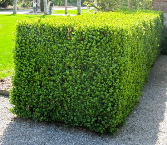 Самшит (buxus sempervirens suffruticosa)