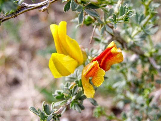 Карагана оранжевая (caragana aurantiaca)