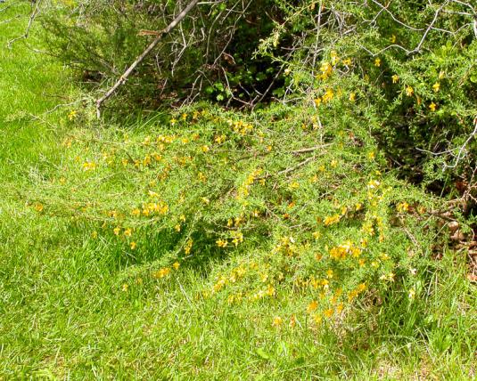 Карагана колючая (caragana pygmaea)