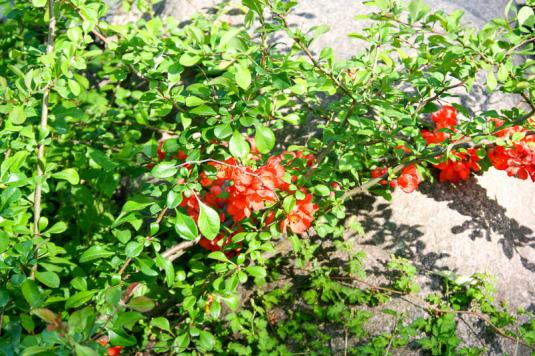 Хеномелес, или айва японская (chaenomeles japonica)