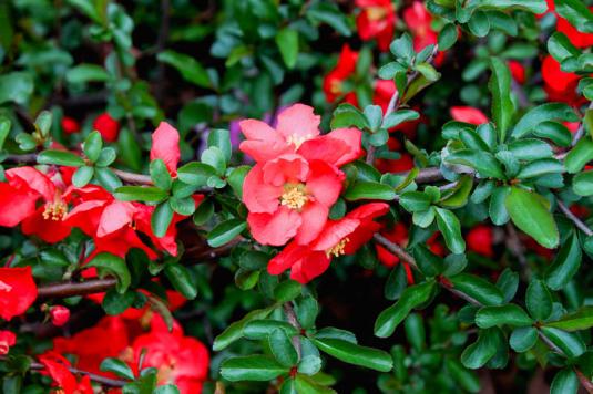 Хеномелес, или айва японская (chaenomeles japonica)