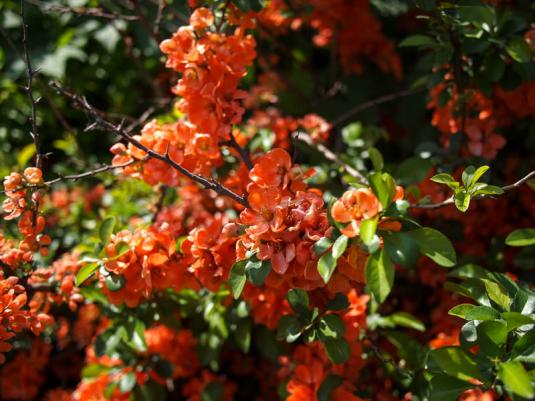 Хеномелес, или айва японская (chaenomeles japonica)