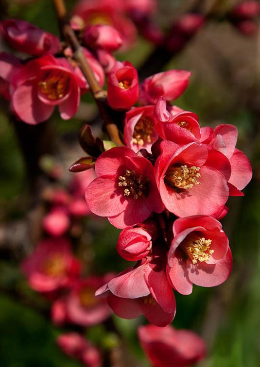 Хеномелес, или айва японская (chaenomeles japonica)