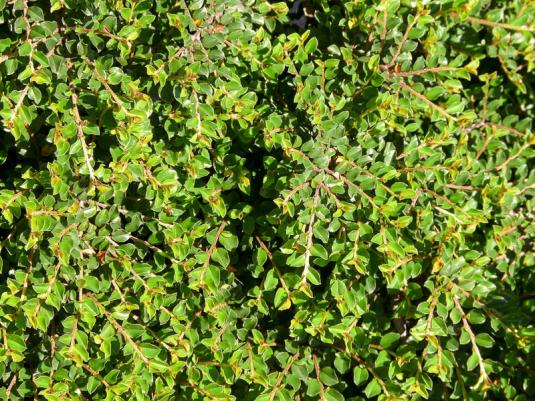 Кизильник прижатый (cotoneaster adpressus)