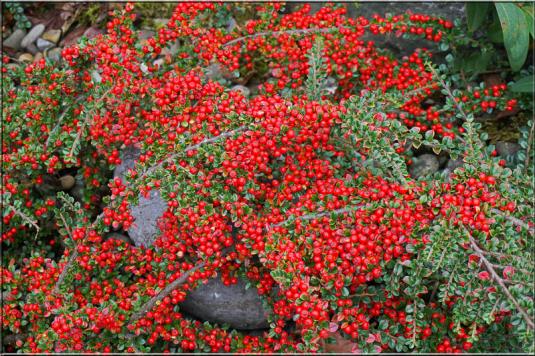 Плоды кизильника (cotoneaster berries)