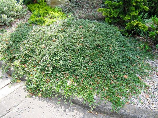 Кизильник Даммера (cotoneaster dammeri)