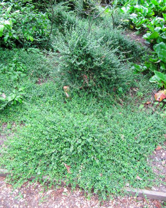 Бересклет Форчуна Кевенсис (euonymus fortunei Kewensis)