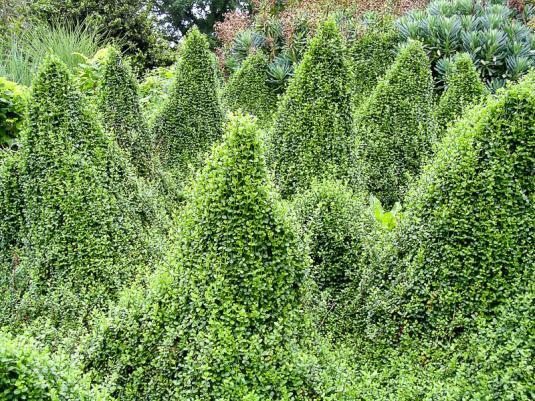 Бересклет Форчуна Минимус (euonymus fortunei Minimus)