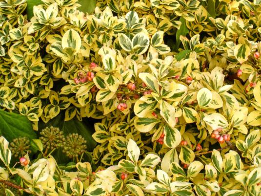 Бересклет Форчуна пестролистный Варьете (euonymus fortunei variegated variety)