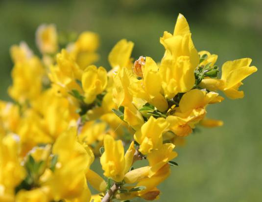 Дрок красильный (genista tinctoria)