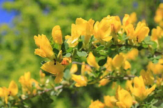 Дрок красильный (genista tinctoria)