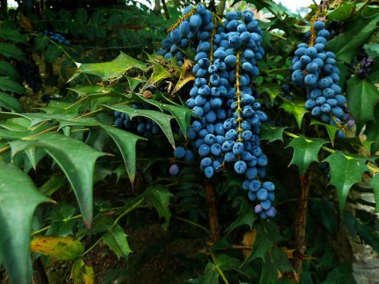 Магония падуболистная (mahonia aquifolium)