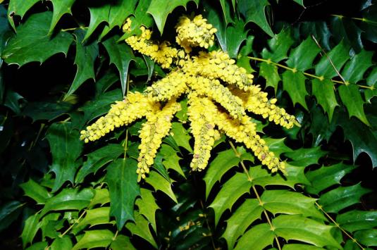 Магония падуболистная (mahonia aquifolium)