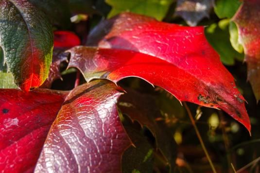 Магония падуболистная Смагард (mahonia aquifolium Smaragd)