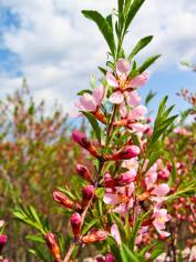 Миндаль низкий (prunus tenella)