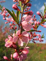 Миндаль низкий (prunus tenella)