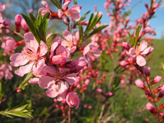 Миндаль низкий (prunus tenella)