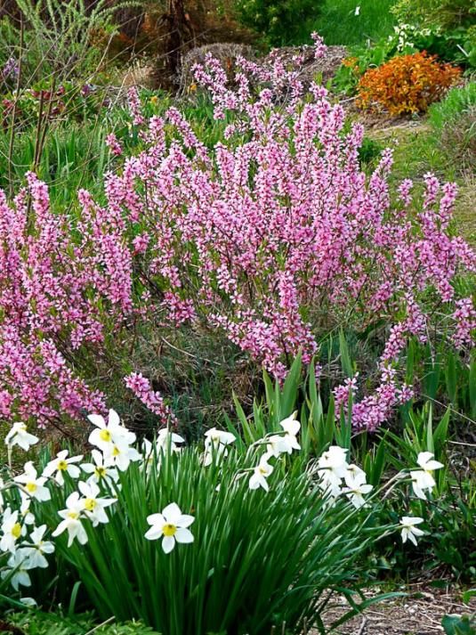 Миндаль низкий (prunus tenella)