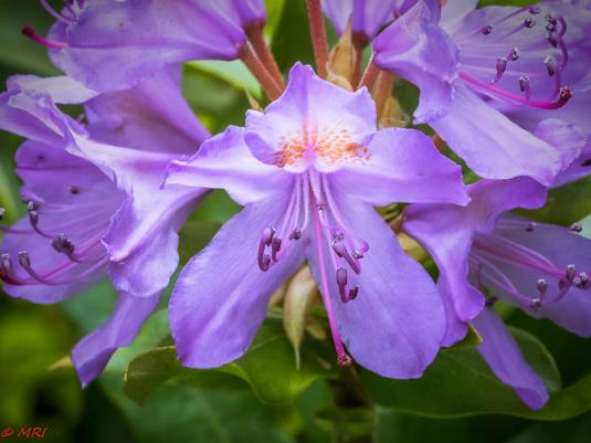 Рододендрон (rhododendron)