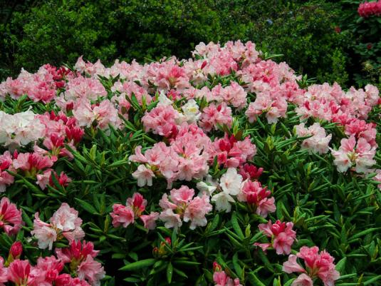 Рододендрон группы Якусимана (rhododendron yakushimanum)