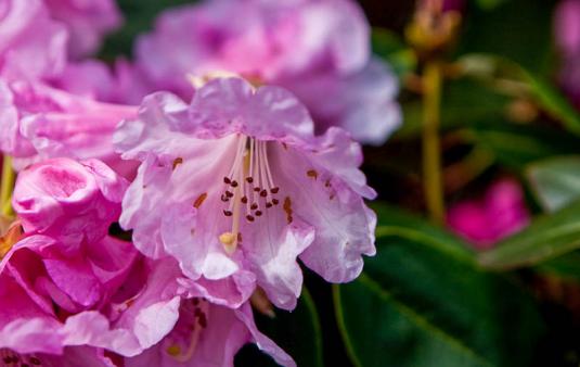 Рододендрон группы Якусимана Фантастика (rhododendron yakushimanum Fantastica)