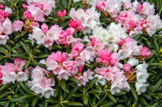 Рододендрон группы Якусимана Коихиро Вада (rhododendron yakushimanum Koichiro Wada)