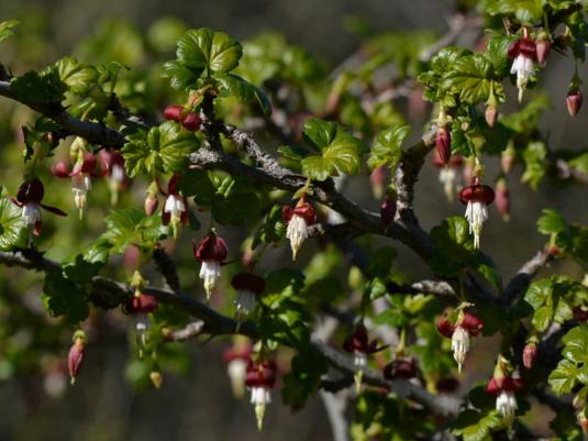 Смородина калифорнийская (ribes californicum)