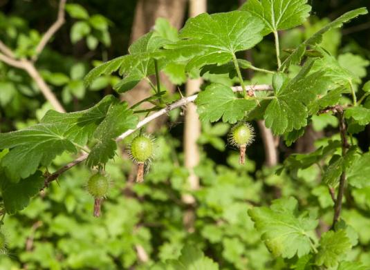 Крыжовник (ribes uva crispa)