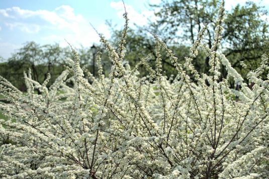 Спирея (spiraea)