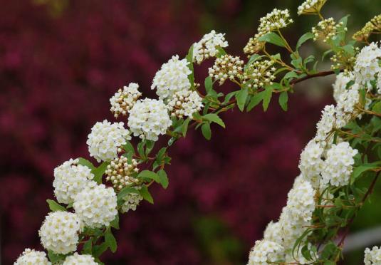 Спирея кантониенсис (spiraea cantoniensis)