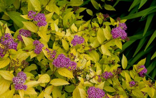 Спирея японская (spiraea japonica)