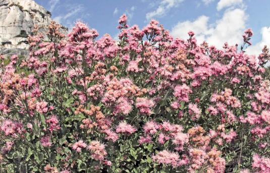 Спирея спленденс (spiraea splendens)